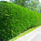 Now you’re just being silly, that a hedge, not a bush.